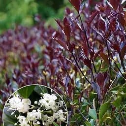 Османтус Purpureus (вечнозеленая декоративная изгородь) (190028) 1 саженец в упаковке