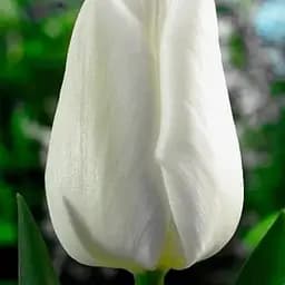 Тюльпан "White Prince" (размер 11/12, большой) 3 шт (39198)