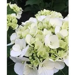 Гортензія крупнолиста 2-річна "White Spirit" висота саджанця 20-40см (186194) 1 саженец