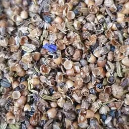 100 г псиллиум / шелуха семян подорожника - свежий урожай