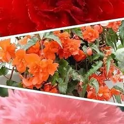 Бегонія Agro-Market мікс з 3-х сортів Віра (Faith) 3шт в комплекті (45734)