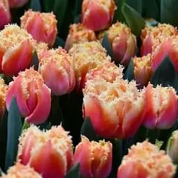 Тюльпан "Brisbane" (181245) 2 шт