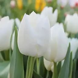 Тюльпан "White Dream" 3 шт (17032)