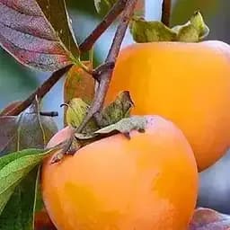 Хурма на виргинском морозостойком подвое Agro-Market "Голден Квин" высший сорт! (190705) 2-летний саженец в упаковке