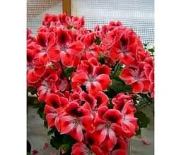 Саджанець Agro-Market Пеларгонія Королівська Aristo Mandarin (контейнер № 10 висота 10-20 см) (52150) 1 шт. в упаковці