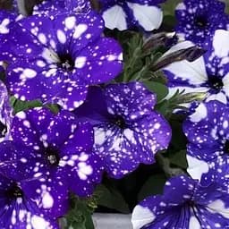 Петуния Alpetunia "Glacier Sky" (контейнер №10 высота 10-15см) (64512) 1 шт