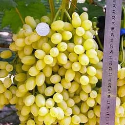 Саженец Agro-Market Виноград Лорус (кишмиш раннего срока созревания) 1 шт.