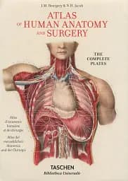 Atlas anatomy, Bourgery