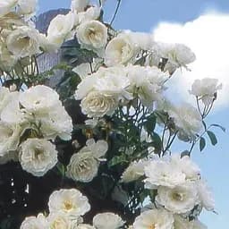 Троянда шрабова Agro-Market Blanc Double de Coubert 1 шт. в упаковці (37276)