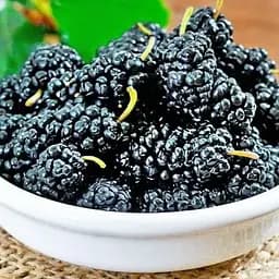 Шовковиця Плакуча чорна "Шеллі" (вік від 2-х років висота 100-110см) (179765) 1 саджанець