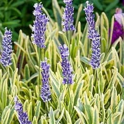 Саджанець Agro-Market Лаванда пестролиста Platinum Blonde (контейнер № 10, висота 10-15 см) (48063)