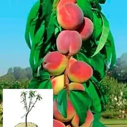 Персик колоноподібний Agro-Market "Штайнберг" укорінений у контейнері (саджанець 2 роки) (153065) 1 саджанець в упаковці
