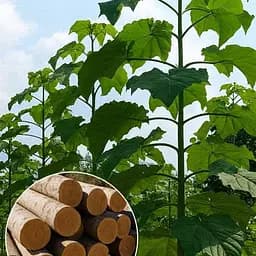 Павловнія 2-х річна Agro-Market для деревини Paulownia Shan Tong Морозостійкий Superhybrid -33С 189663 1 саджанець в упаковці