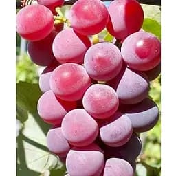 Саджанець Agro-Market Виноград десертний Маніла (солодкий гармонійний) (183945) 1 шт.