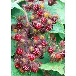 Саженец Agro-Market LMTD Малина пурпурноплодная Phoenicolasius (сортовая, укорененная) высота 50-70см из Нидерландов 1 шт. в упаковке (184893)