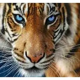 Алмазна мозаїка картини за номерами зі стразами на підрамнику "Магічний погляд" 30*30 см (ME20201)