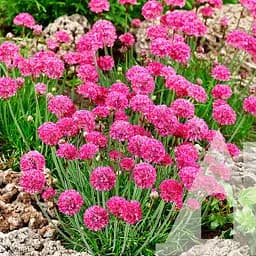 Армерия Приморская Садиба Центр Розовый бриз 0.1 г 