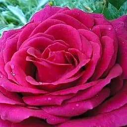 Роза чайно-гибридная Agro-Market Юрианда саженец класса АА+ высший сорт 1 шт. в упаковке (44192)