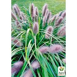 Пеннисетум лисохвостый Agro-Market Moudry вазон С2 (176620) 1 саженец в упаковке