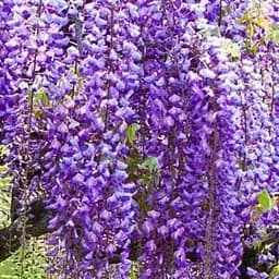 Саджанець Agro-Market Гліцинія яскраво-бузкова Шпилька (Hairpin) (преміальний, ароматний, багаторічний сорт) (61694)