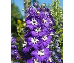 Саджанець Agro-Market Дельфініум махровий Dark Blue White Bee (72149) 1 шт. в упаковці