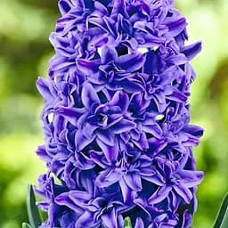 Гіацинт махровий "Crystal Palace" (186362) 2 шт