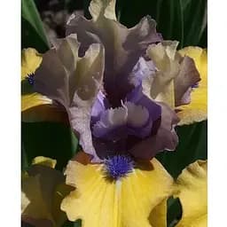 Цибулина Agro-Market Ірис карликовий Magnetic Storm (61625) 1 шт.