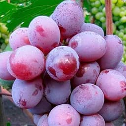 Саженец Agro-Market Виноград Граф Монте Кристо (ранне-средний срок созревания, морозостойкость до -25⁰С) 1 шт.