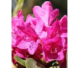 Саджанець Agro-Market Рододендрон кетевбінський Old Port (Олд Порт) (177749) 1 шт. в упаковці