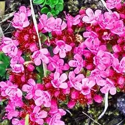 Саджанець Agro-Market Чебрець Coccineus (62366) 1 шт в упаковці