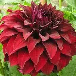 Жоржина "Spartacus" (48205) 1 шт