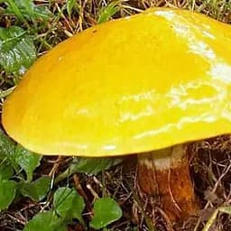 Сухий зерновий міцелій "Маслюк звичайний" 100г (45193)