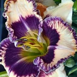 Лілійник "Smooth Talker" (181045) 1 шт