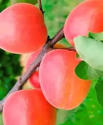 Саженец Agro-Market Абрикос Леди Кот (поздний срок созревания) 1 шт. в упаковке (178184)