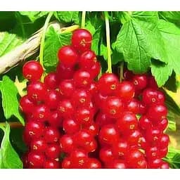 Саджанець Agro-Market Смородина червона Ровада укорінена у контейнері (ранній термін дозрівання) 1 саджанець (154025)