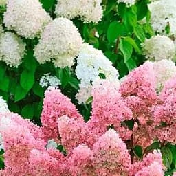 Саженец Agro-Market Гортензия метельчатая 2-х летняя Magical Candle высота саженца 20-30см (176631)