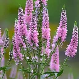 Вероніка колосиста "First Choice" (188397) 1 саженец