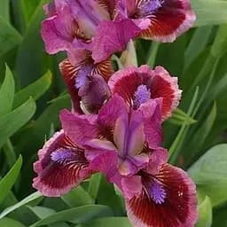 Саджанець Agro-Market Ірис карликовий Cats Eye 1 шт.