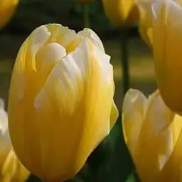 Тюльпан "Sweet Heart" 3 шт (16907)