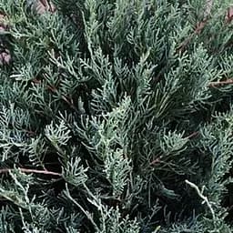 Ялівець віргінський "Блю Клауд" (Blue Cloud) горщик P9 (39016) 1 саджанець