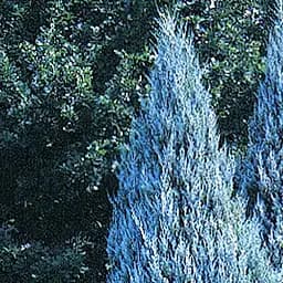 Саджанець Agro-Market Ялівець яскраво-блакитний Океан сузір'їв (Ocean constellations) (преміальний, невибагливий, вічнозелений сорт) (61720)