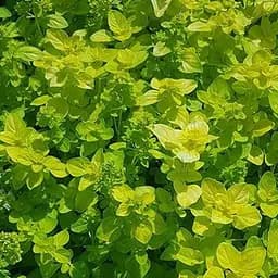 Саджанець Agro-Market Орегано Goldtaler (49835) 1 шт в упаковці