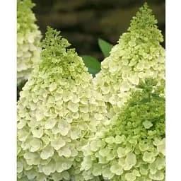 Гортензия метельчатая 2-летняя "Magical Moonlight" высота саженца 20-30см (186197) 1 саженец