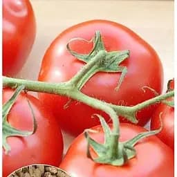 Насіння Весна на вагу Томат Червона шапочка ціна за 1 г (35734)