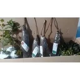 Саджанець Agro-Market Виноград Джованні (дуже раннього терміну дозрівання, не пошкоджується осами) 1 шт. в упаковці (20235) - мініатюра 5