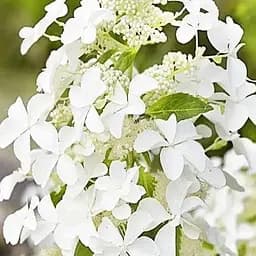 Гортензія волотиста Agro-Market  Levana () 1 саджанець в упаковці