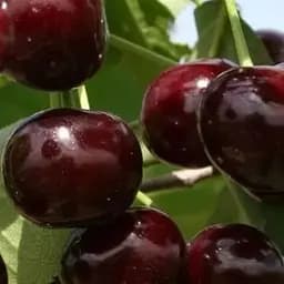 Саджанець Agro-Market Вишня Ксенія (літній сорт, середньостиглий термін дозрівання) (25618) 1 шт. в упаковці