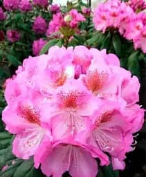 Рододендрон Agro-Market Rosinetta розовый 1 саженец в упаковке (25719)