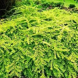 Снігоягідник Шено "Brain de Soleil" С2 (187654) 1 саджанець