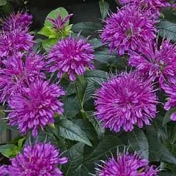 Саджанець Agro-Market Бергамот (Монарда) Pardon My Purple (62339) (Корневище) 1 шт в упаковці